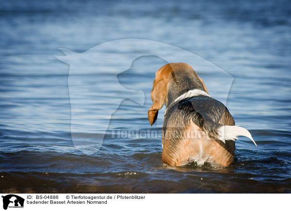 badender Basset Artesien Normand / BS-04886