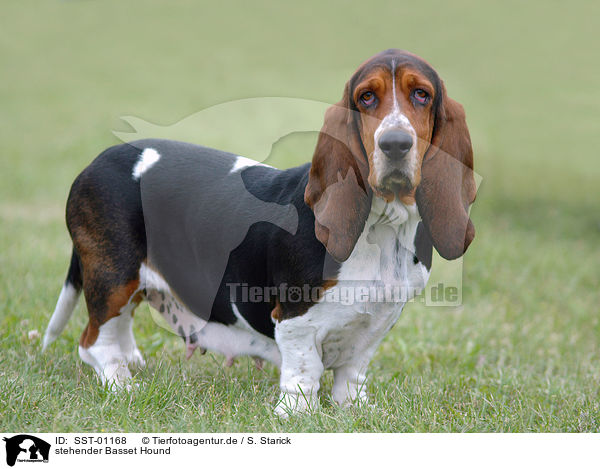 stehender Basset Hound / standing Basset Hound / SST-01168