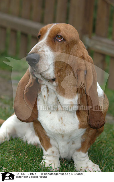sitzender Basset Hound / SST-01975