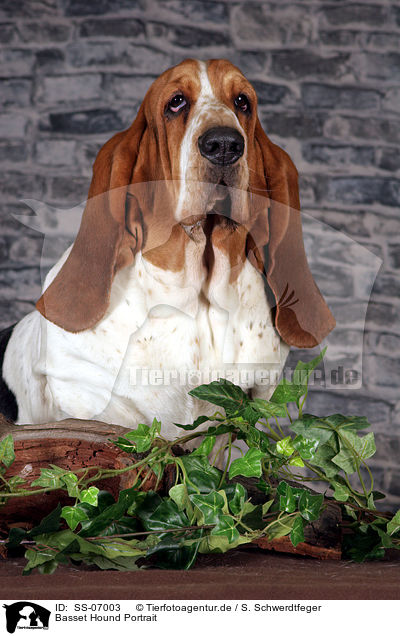 Basset Hound Portrait / SS-07003