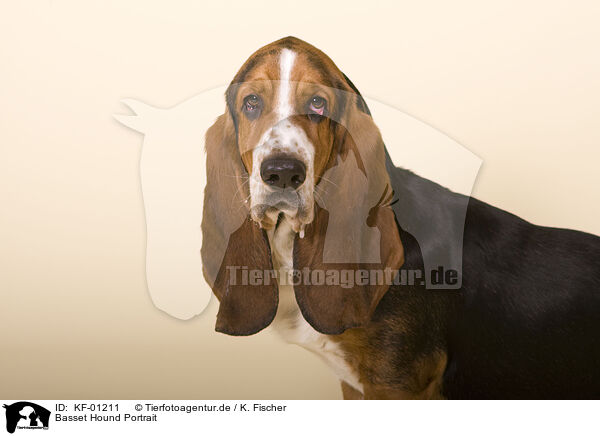 Basset Hound Portrait / KF-01211