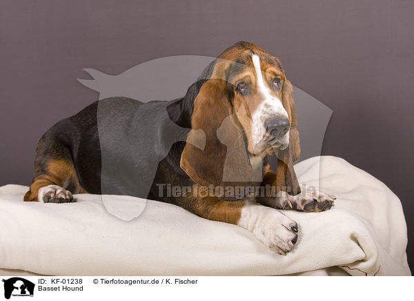 Basset Hound / Basset Hound / KF-01238