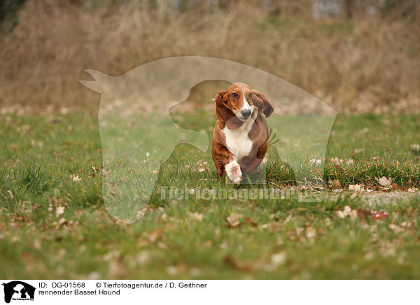 rennender Basset Hound / DG-01568