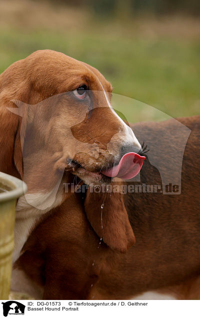 Basset Hound Portrait / DG-01573