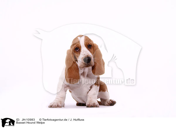 Basset Hound Welpe / Basset Hound Puppy / JH-10983