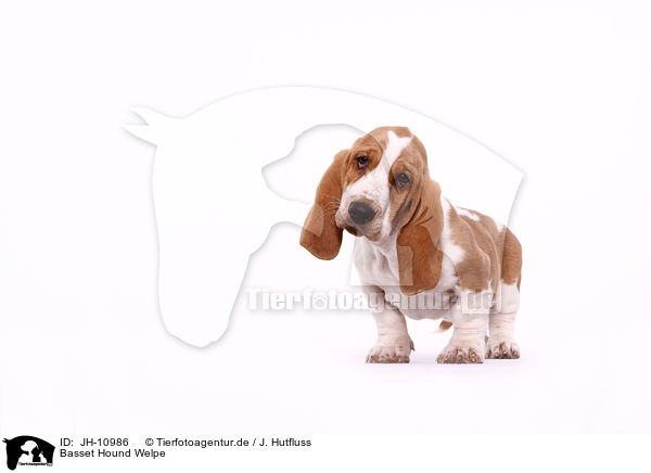 Basset Hound Welpe / Basset Hound Puppy / JH-10986