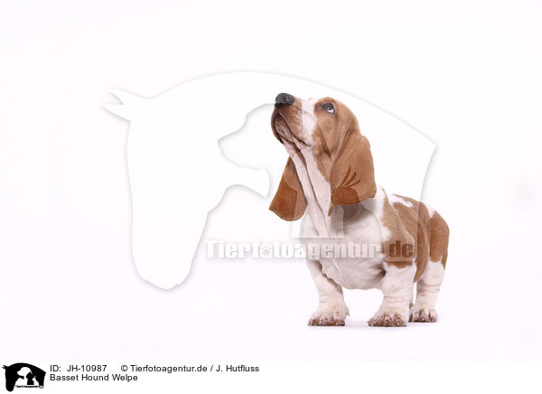 Basset Hound Welpe / Basset Hound Puppy / JH-10987