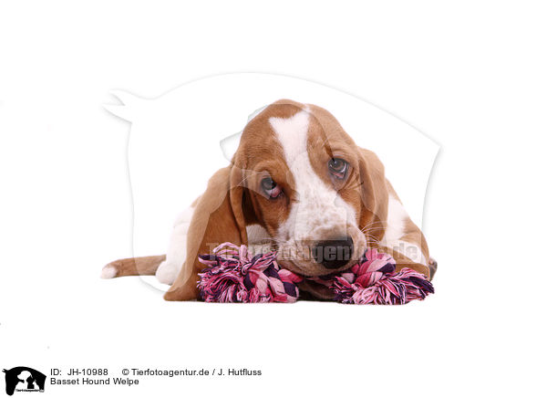 Basset Hound Welpe / Basset Hound Puppy / JH-10988