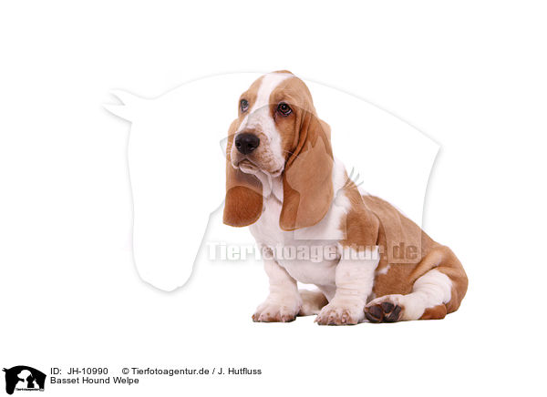 Basset Hound Welpe / Basset Hound Puppy / JH-10990