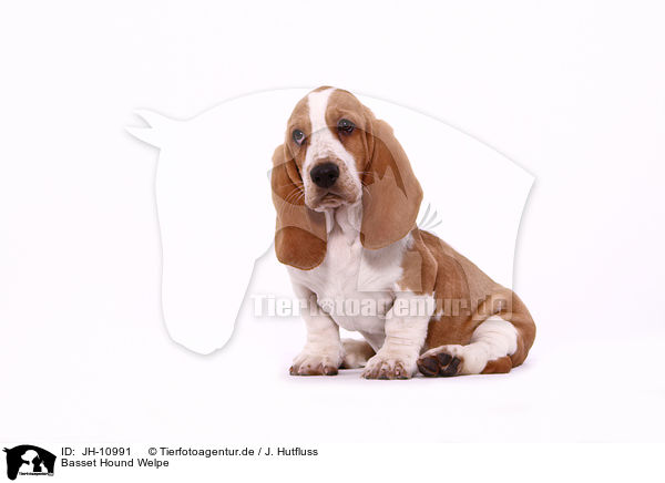 Basset Hound Welpe / Basset Hound Puppy / JH-10991