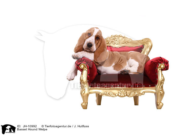 Basset Hound Welpe / Basset Hound Puppy / JH-10992