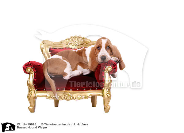 Basset Hound Welpe / Basset Hound Puppy / JH-10993