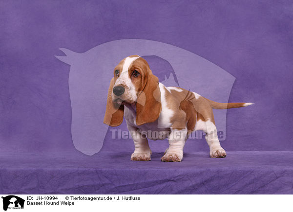 Basset Hound Welpe / Basset Hound Puppy / JH-10994