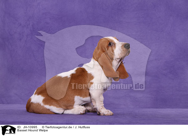 Basset Hound Welpe / Basset Hound Puppy / JH-10995
