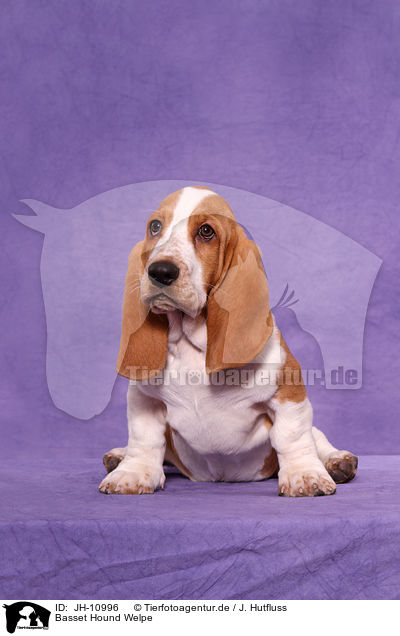 Basset Hound Welpe / Basset Hound Puppy / JH-10996