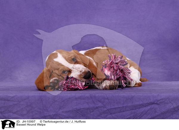 Basset Hound Welpe / Basset Hound Puppy / JH-10997