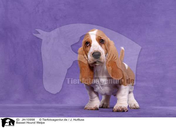 Basset Hound Welpe / Basset Hound Puppy / JH-10998