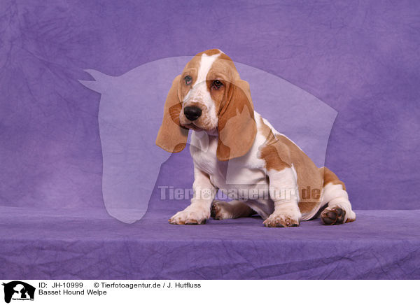 Basset Hound Welpe / Basset Hound Puppy / JH-10999