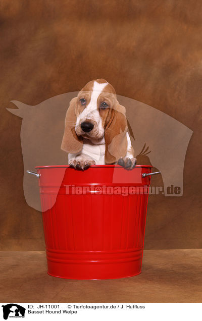 Basset Hound Welpe / Basset Hound Puppy / JH-11001