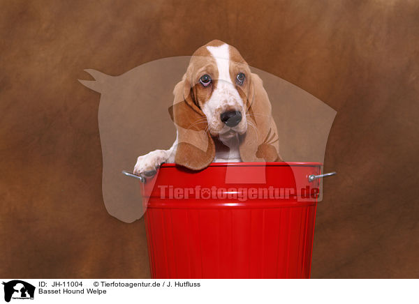 Basset Hound Welpe / Basset Hound Puppy / JH-11004