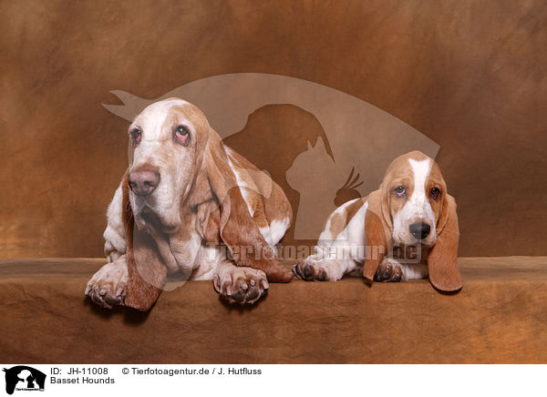Basset Hounds / Basset Hounds / JH-11008