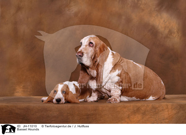Basset Hounds / Basset Hounds / JH-11010