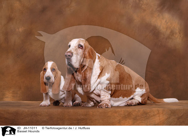 Basset Hounds / Basset Hounds / JH-11011