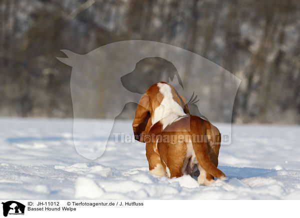 Basset Hound Welpe / Basset Hound Puppy / JH-11012