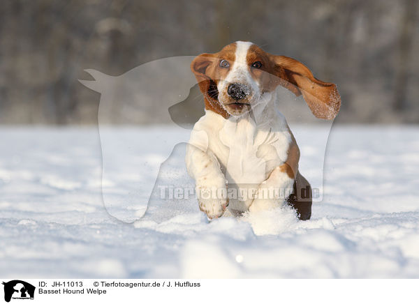 Basset Hound Welpe / Basset Hound Puppy / JH-11013