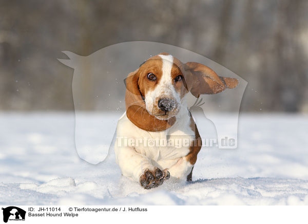 Basset Hound Welpe / Basset Hound Puppy / JH-11014