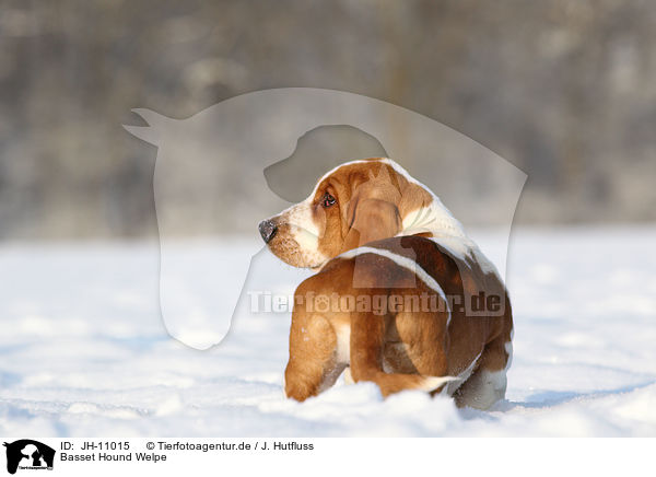 Basset Hound Welpe / Basset Hound Puppy / JH-11015