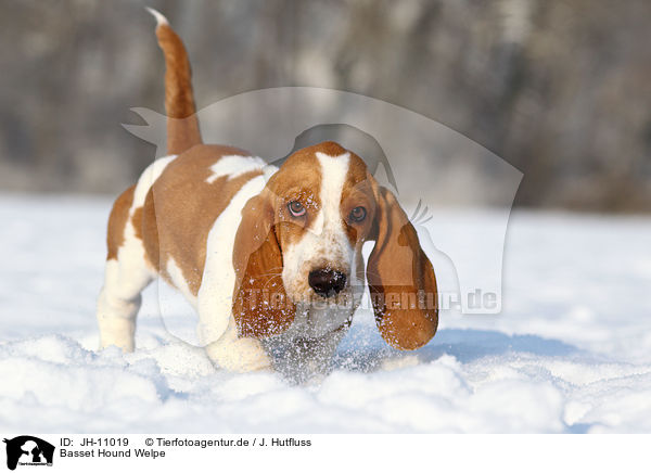 Basset Hound Welpe / Basset Hound Puppy / JH-11019