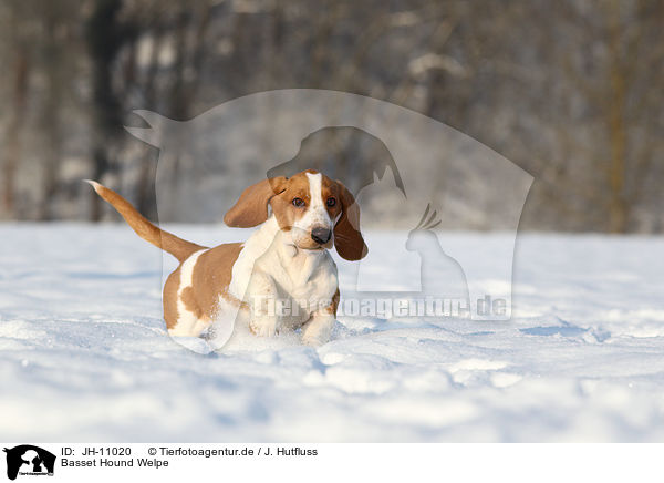 Basset Hound Welpe / Basset Hound Puppy / JH-11020