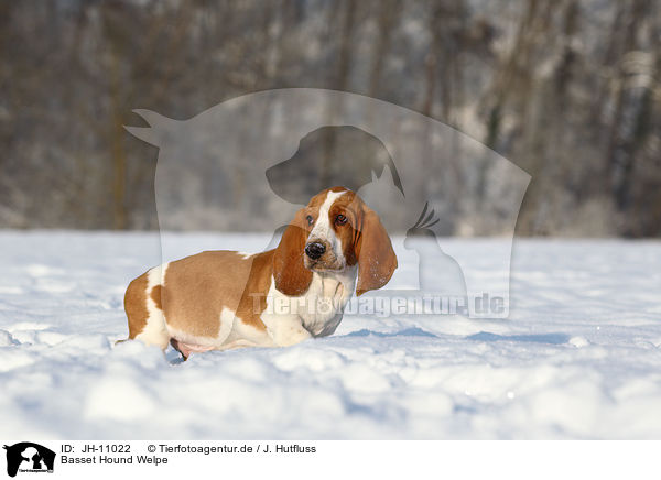 Basset Hound Welpe / Basset Hound Puppy / JH-11022