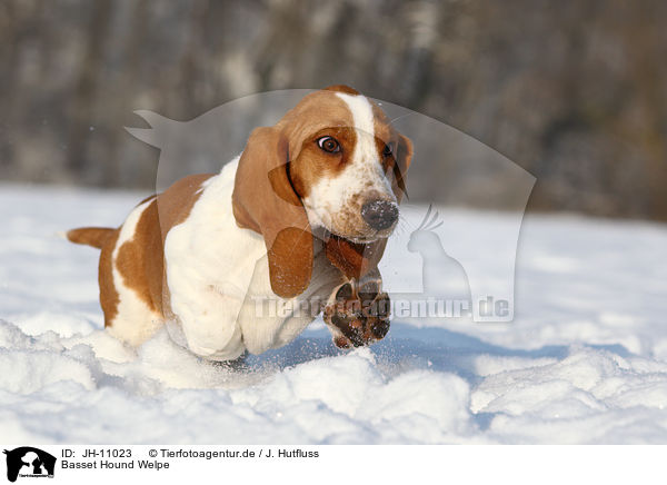 Basset Hound Welpe / Basset Hound Puppy / JH-11023