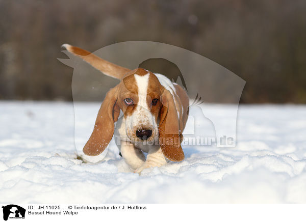 Basset Hound Welpe / Basset Hound Puppy / JH-11025