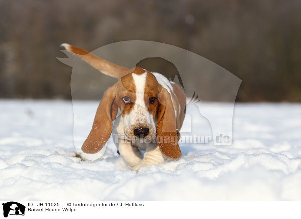 Basset Hound Welpe / JH-11025