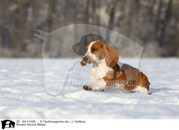 Basset Hound Welpe / Basset Hound Puppy / JH-11026