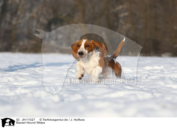 Basset Hound Welpe / Basset Hound Puppy / JH-11027