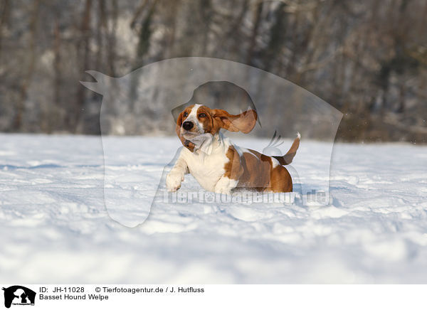Basset Hound Welpe / Basset Hound Puppy / JH-11028