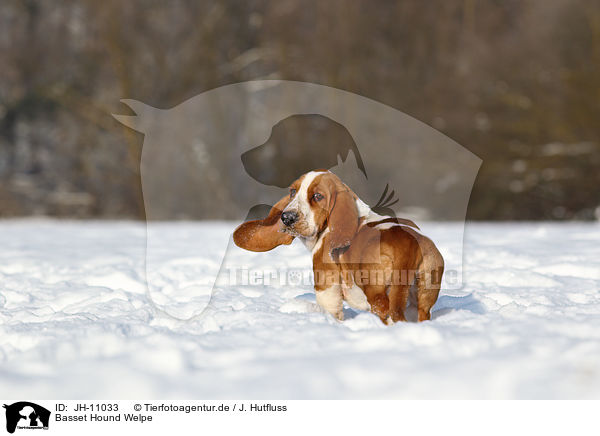 Basset Hound Welpe / Basset Hound Puppy / JH-11033