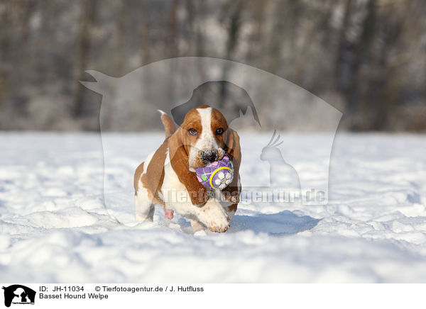 Basset Hound Welpe / Basset Hound Puppy / JH-11034