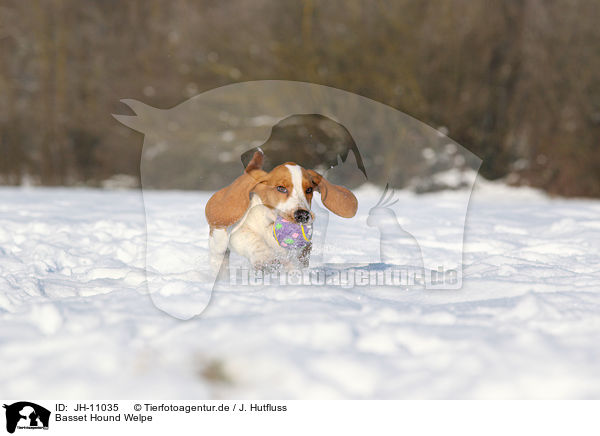 Basset Hound Welpe / Basset Hound Puppy / JH-11035