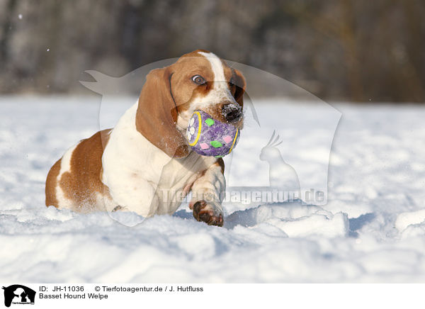 Basset Hound Welpe / Basset Hound Puppy / JH-11036