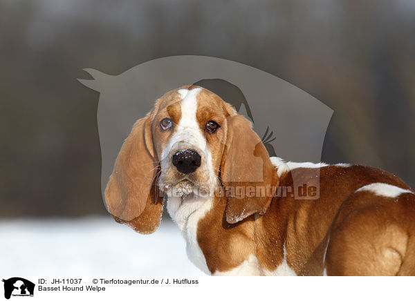Basset Hound Welpe / Basset Hound Puppy / JH-11037