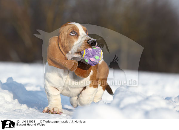 Basset Hound Welpe / Basset Hound Puppy / JH-11038