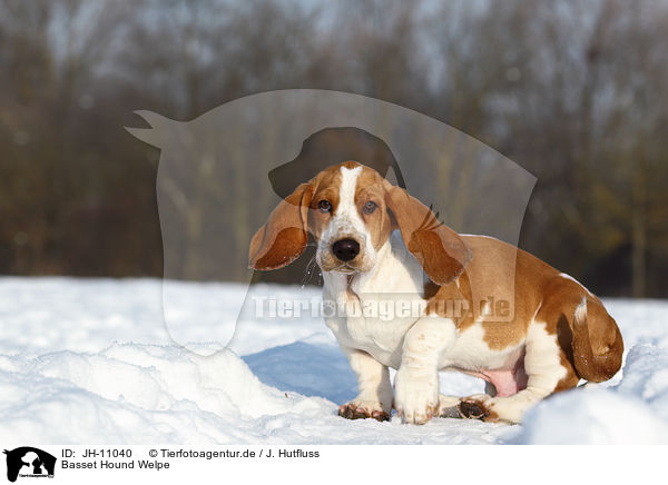 Basset Hound Welpe / Basset Hound Puppy / JH-11040