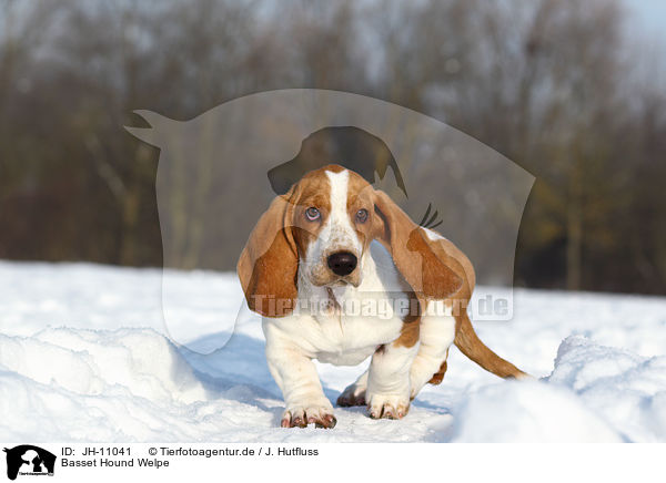 Basset Hound Welpe / Basset Hound Puppy / JH-11041
