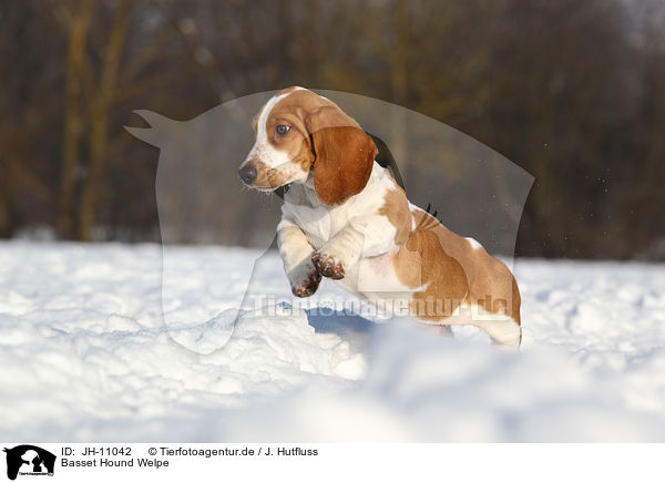 Basset Hound Welpe / Basset Hound Puppy / JH-11042