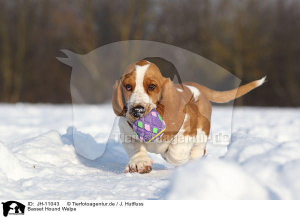Basset Hound Welpe / Basset Hound Puppy / JH-11043